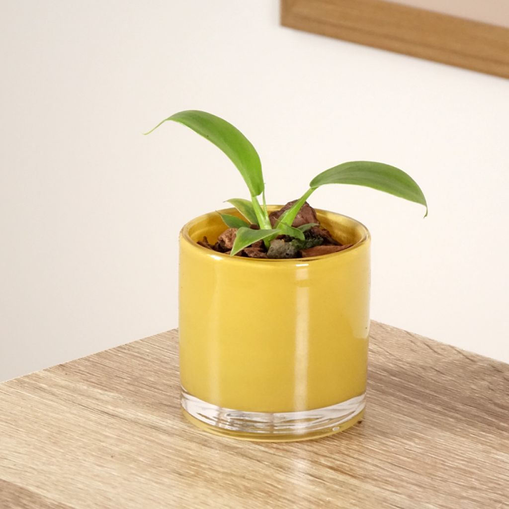 Filodendro - Philodendron applanatum