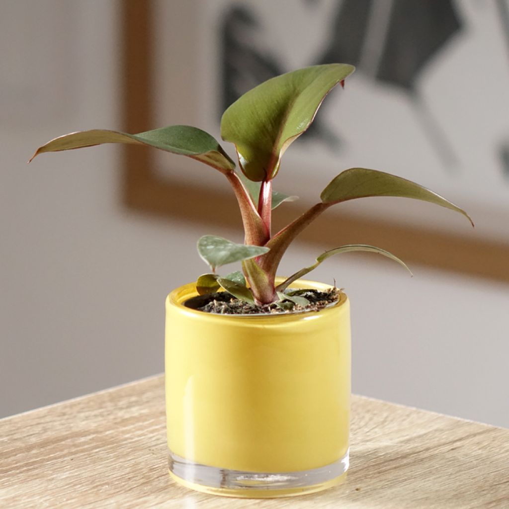 Filodendro - Philodendron Black Cardinal