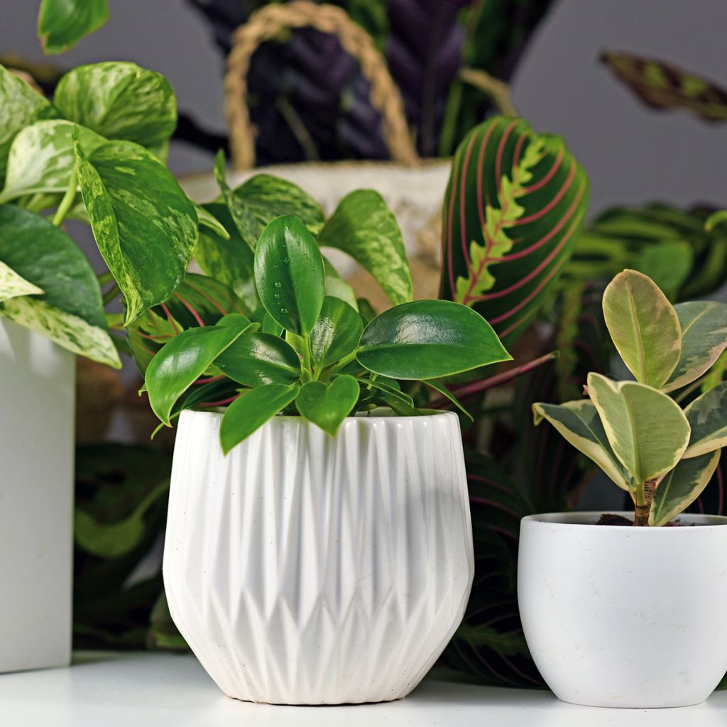 Filodendro - Philodendron Green Princess