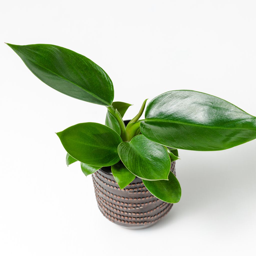 Filodendro - Philodendron Green Princess