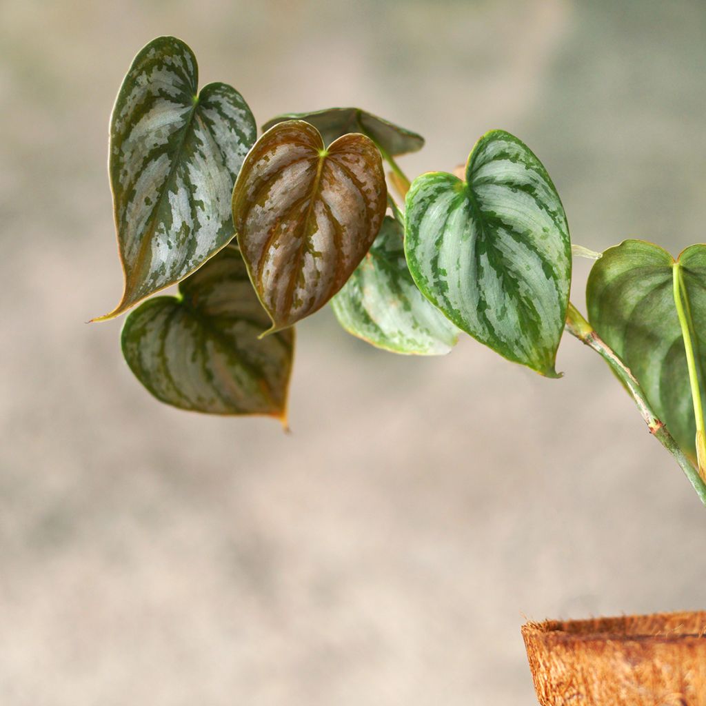 Filodendro - Philodendron brandtianum