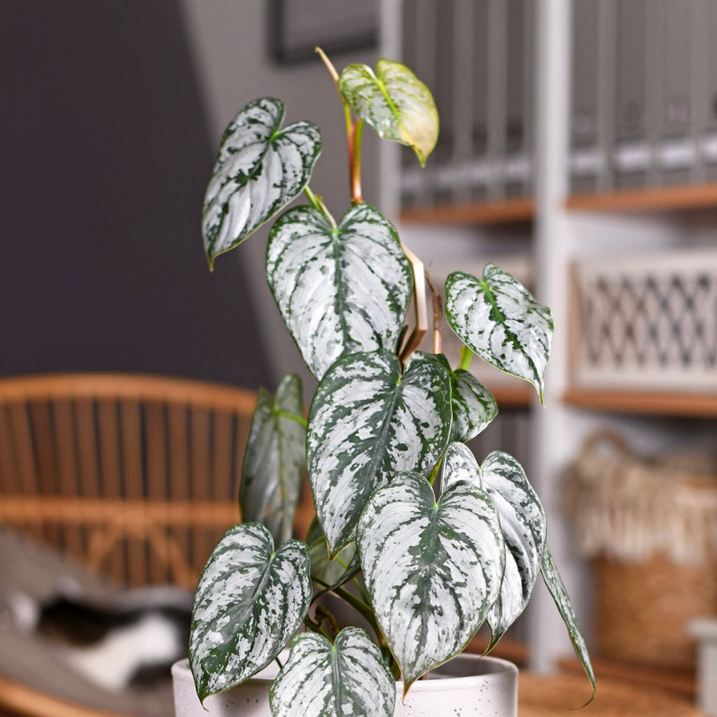 Filodendro - Philodendron brandtianum