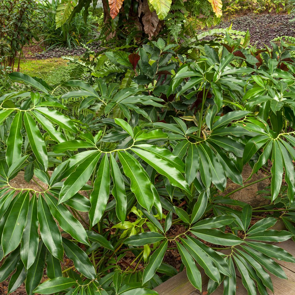Filodendro - Philodendron goeldii