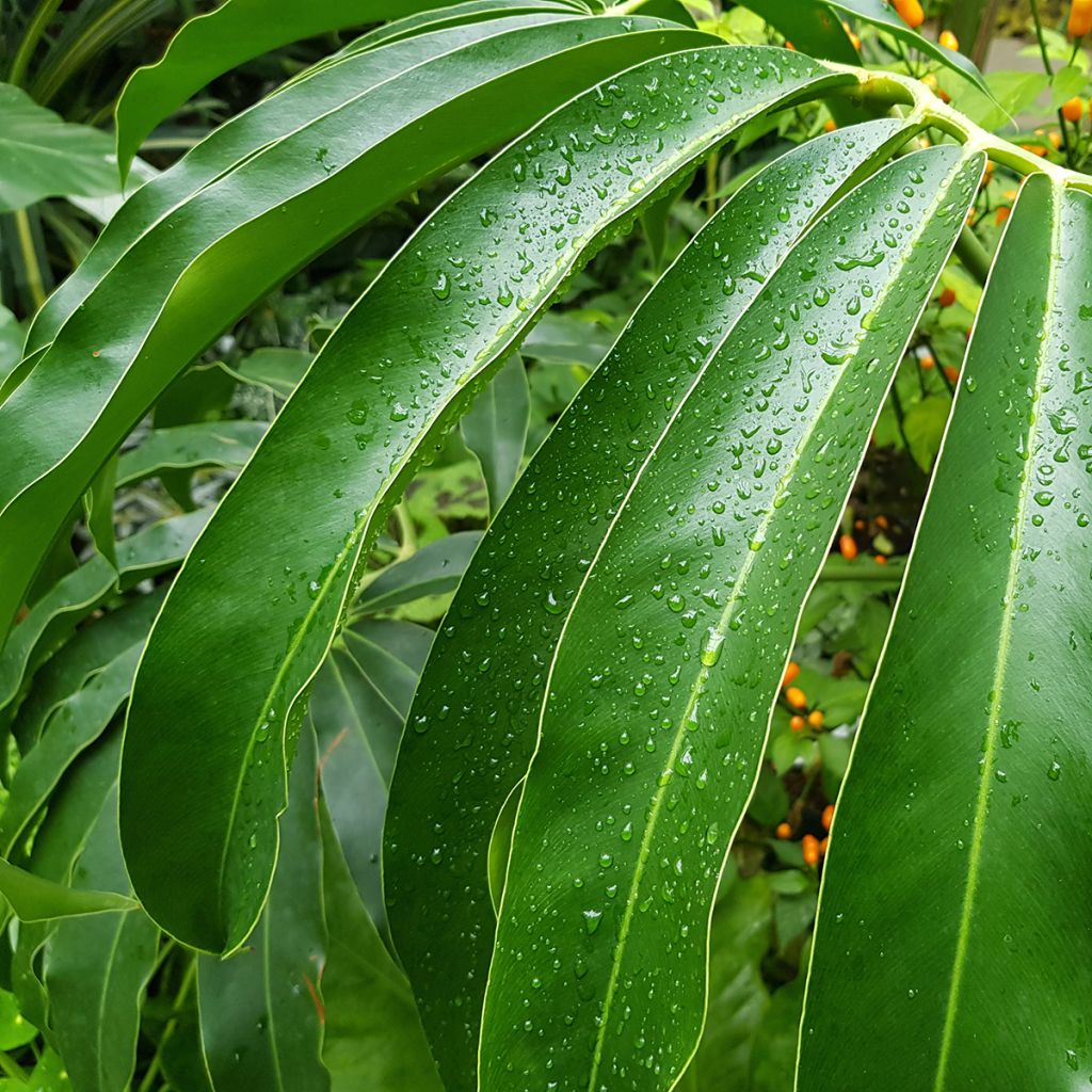 Filodendro - Philodendron goeldii
