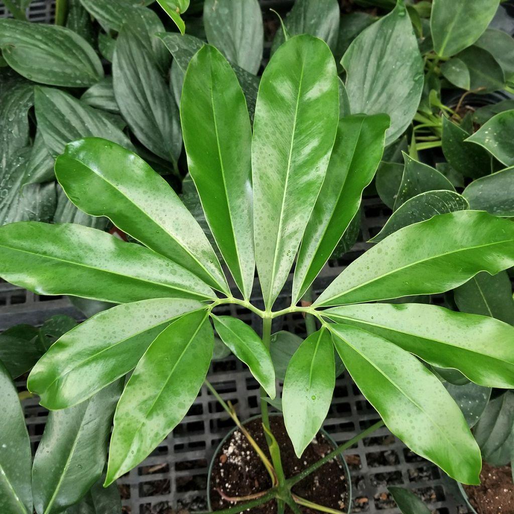 Filodendro - Philodendron goeldii