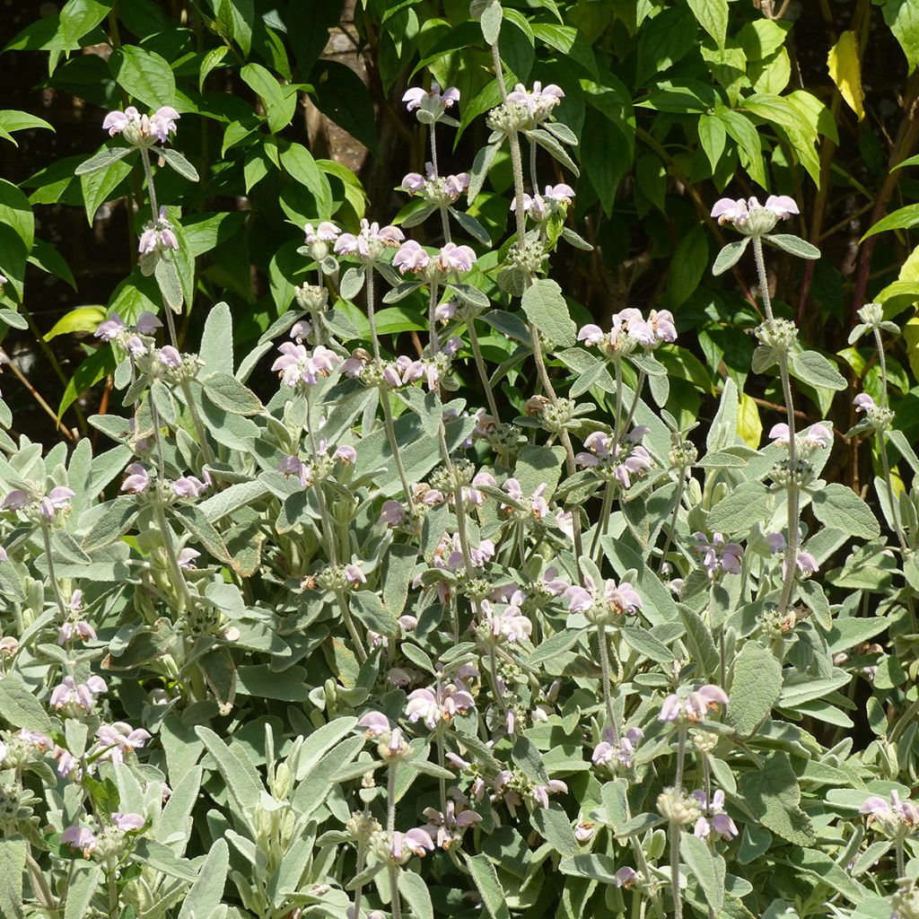 Phlomis purpurea - Salvia viola di Gerusalemme