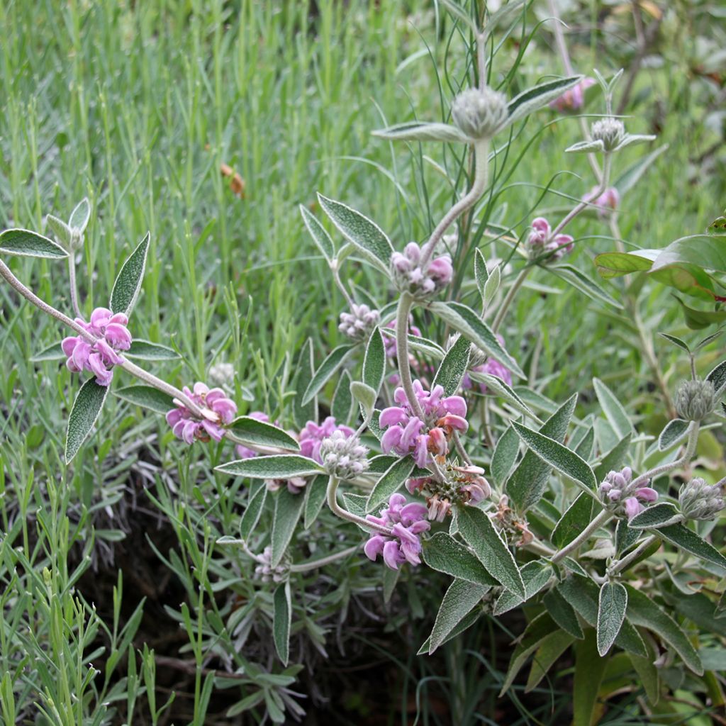 Phlomis purpurea - Salvia viola di Gerusalemme