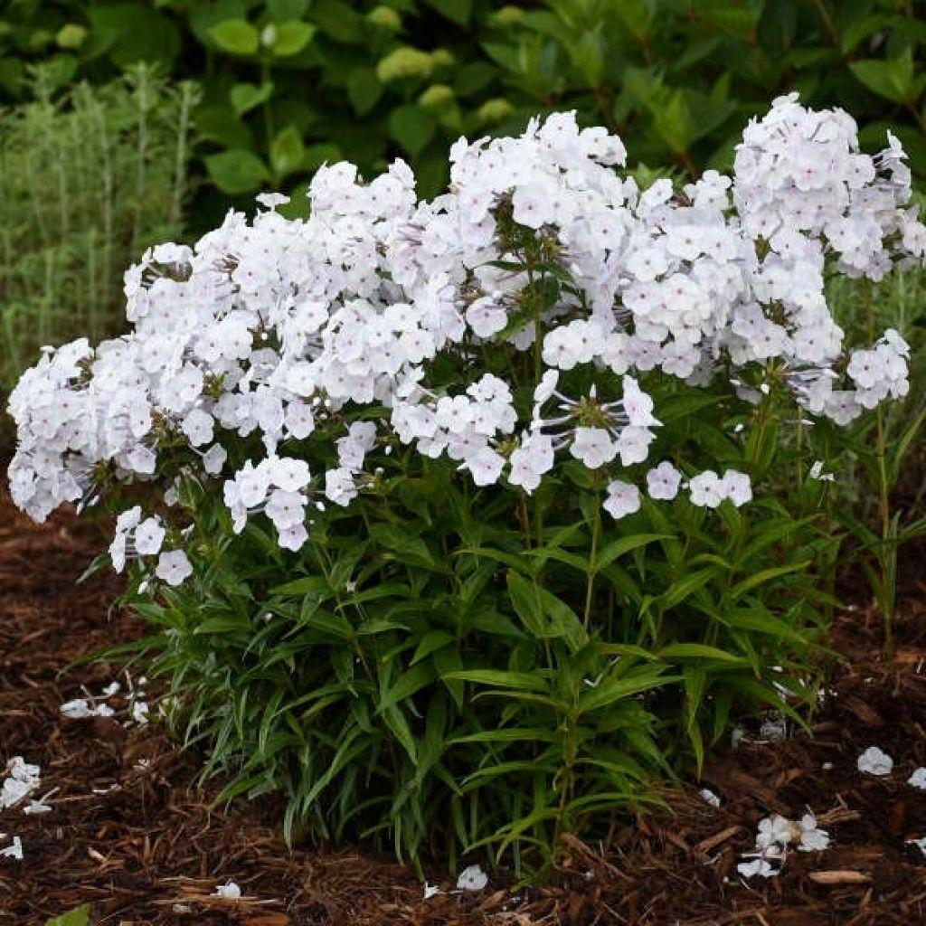 Phlox paniculata Fashionably Early Crystal