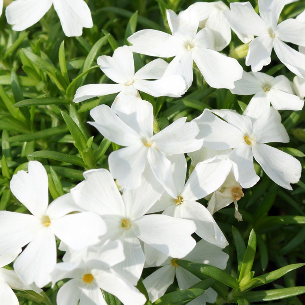 Phlox subulata White Delight - Muscio rosa