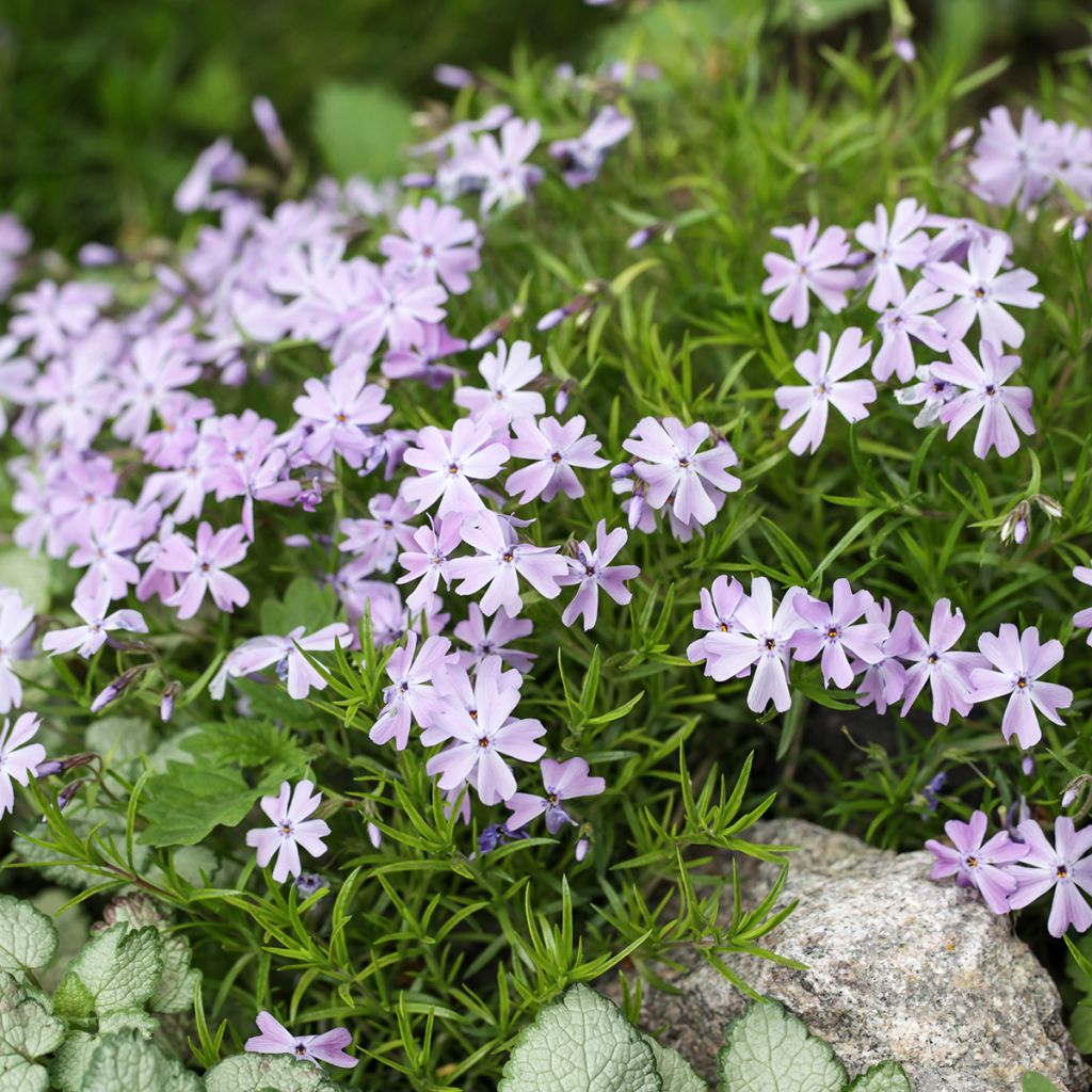 Phlox subulata Cushion Blue - Muscio rosa