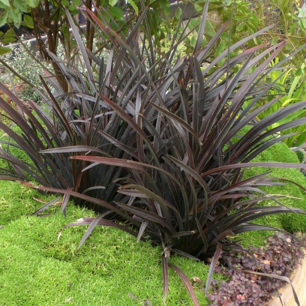 Phormium Mini Magic - Lino della Nuova Zelanda