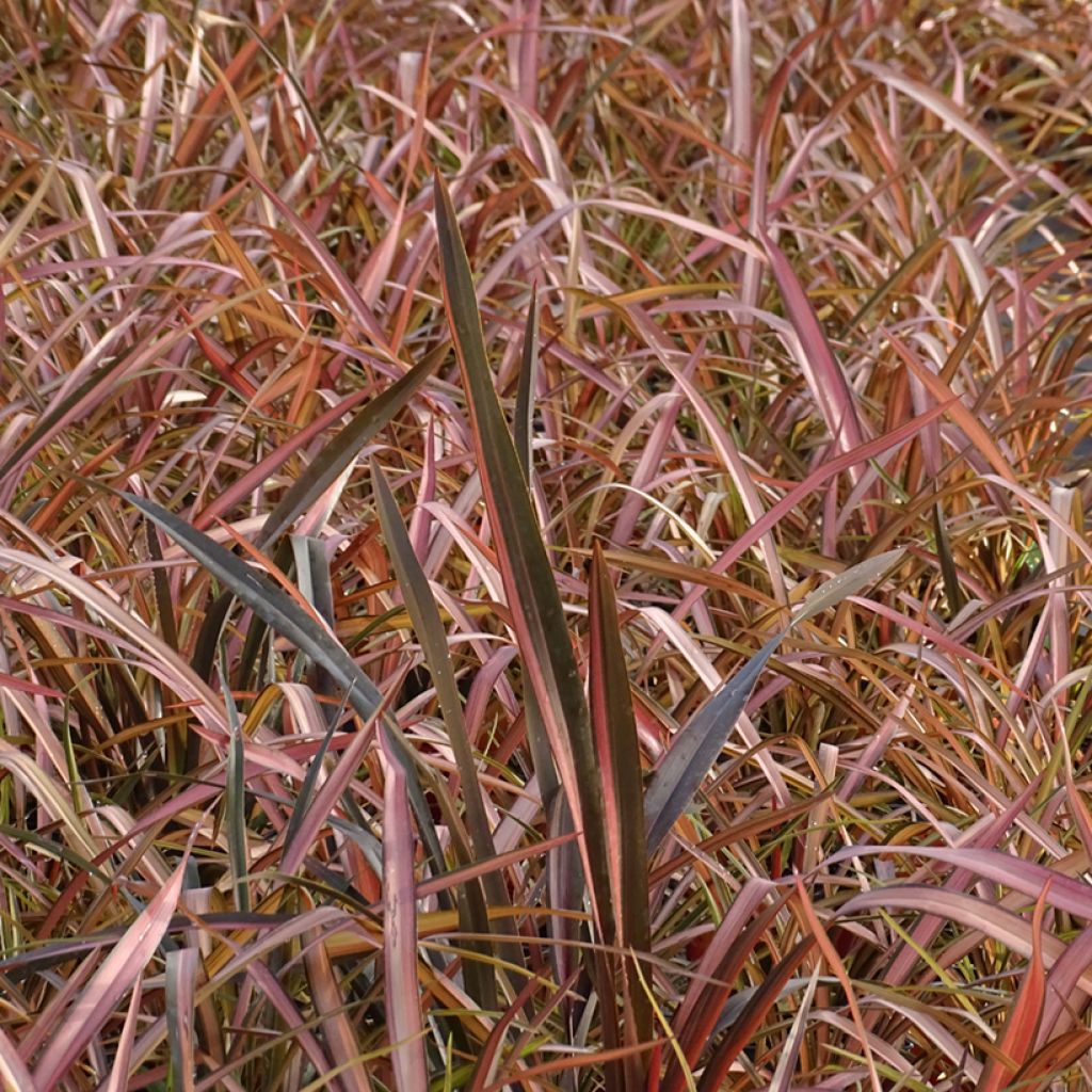 Phormium Rainbow Maiden - Lino della Nuova Zelanda