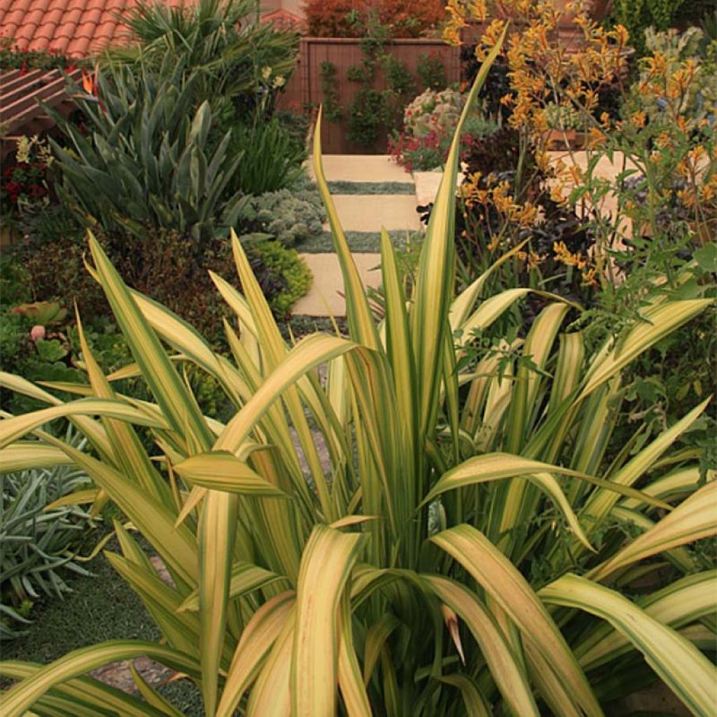 Phormium Yellow Wave - Lin de Nouvelle-Zélande