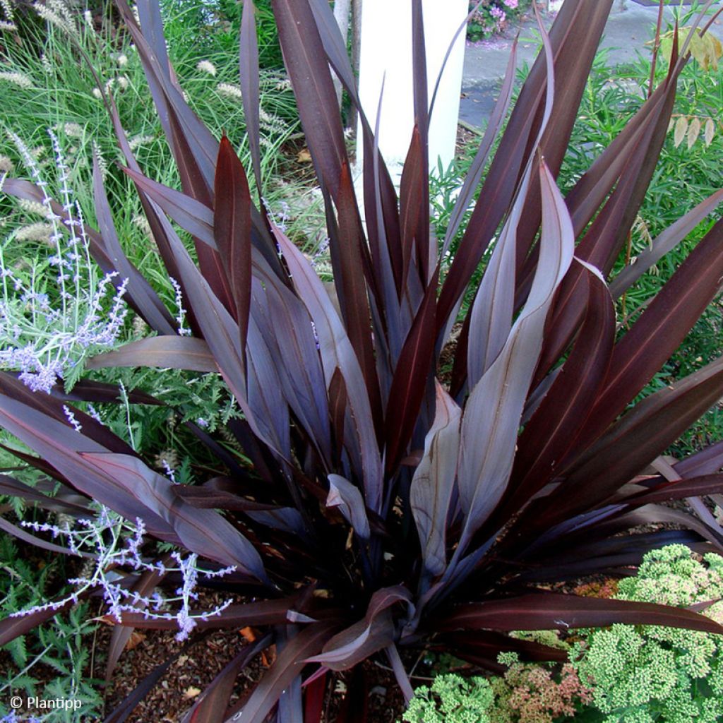 Phormium cookianum Black adder