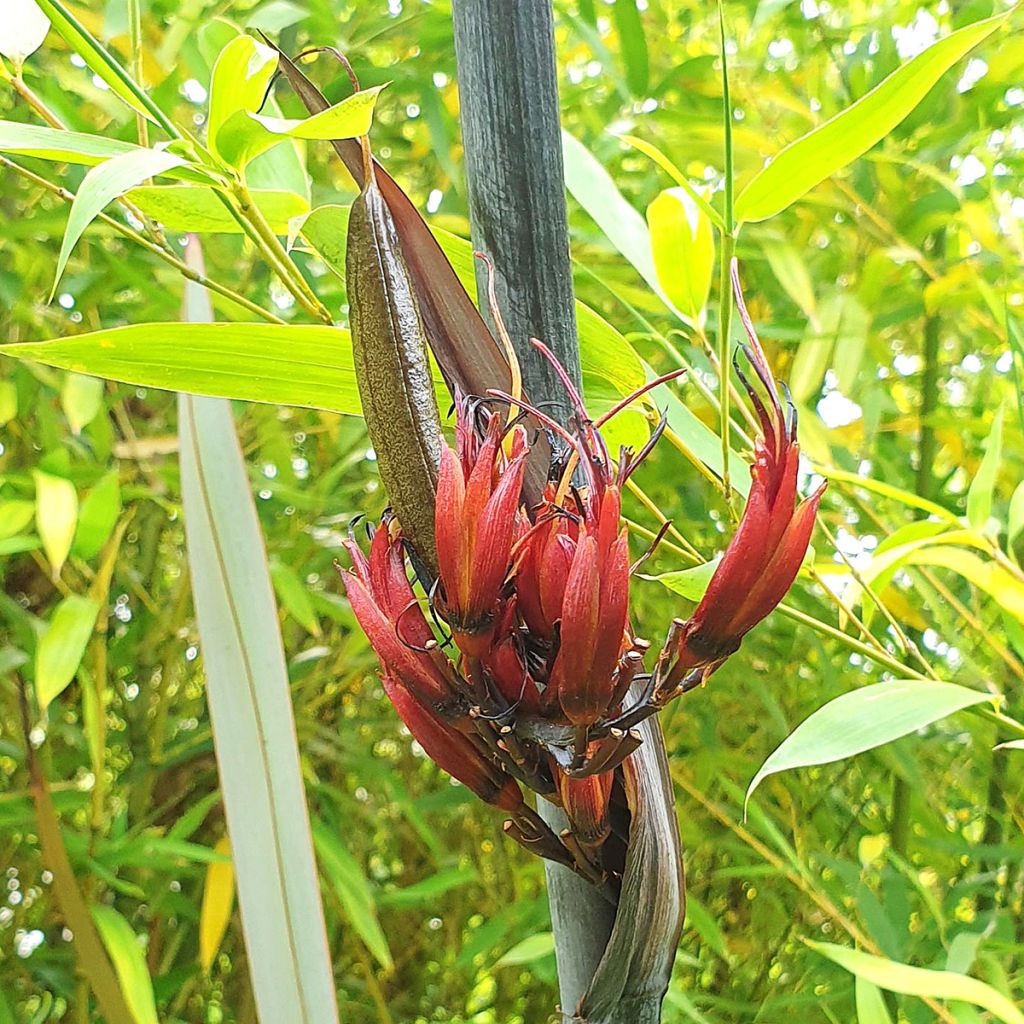 Phormium Purpureum - Lino della Nuova Zelanda