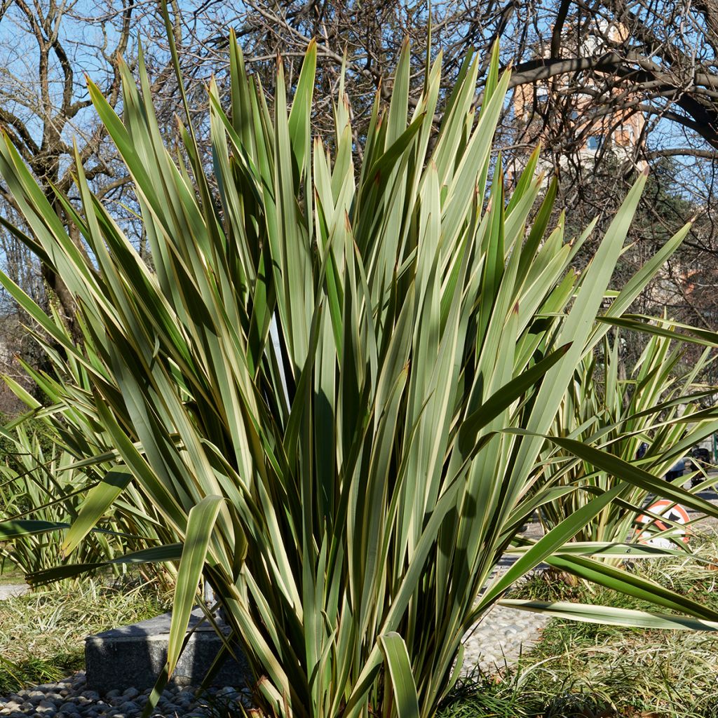 Phormium tenax (semi) - Lino della Nuova Zelanda