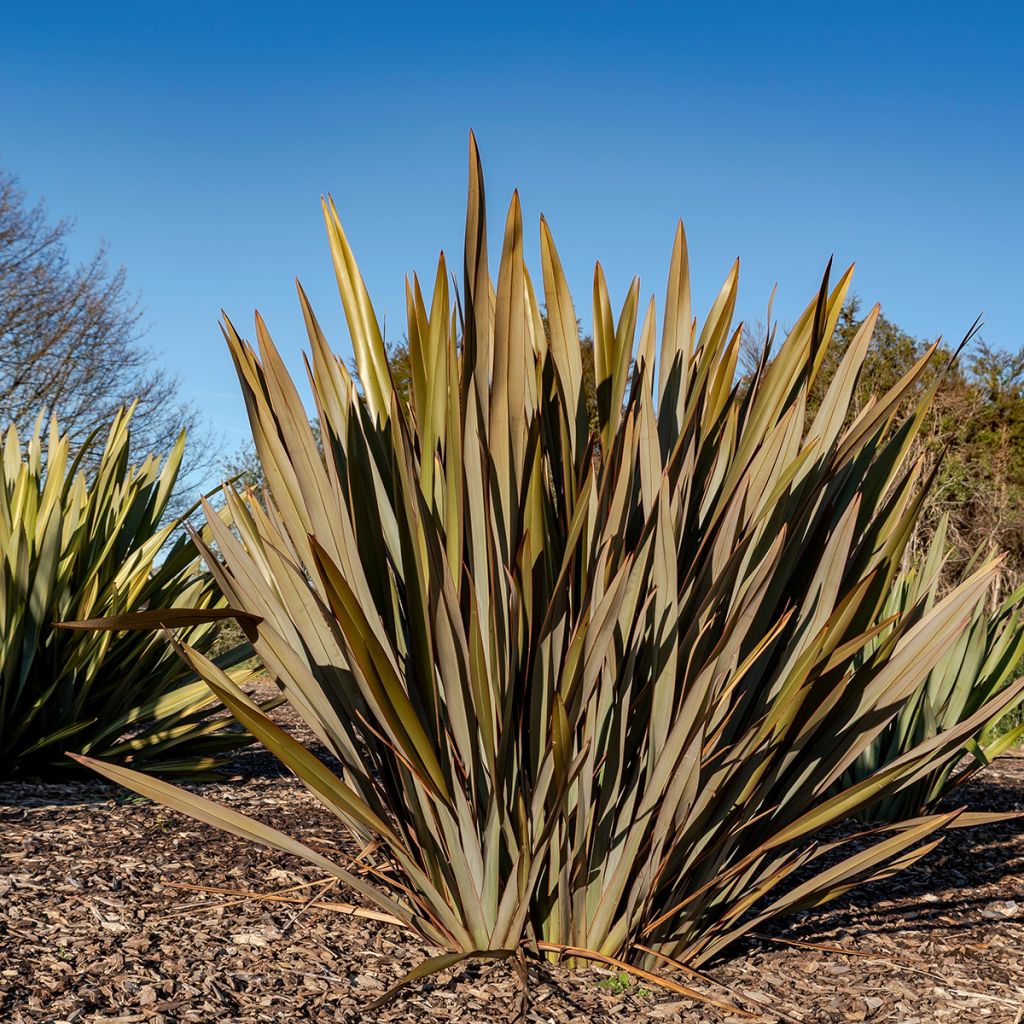 Phormium tenax Atropurpureum (semi) - Lino della Nuova Zelanda
