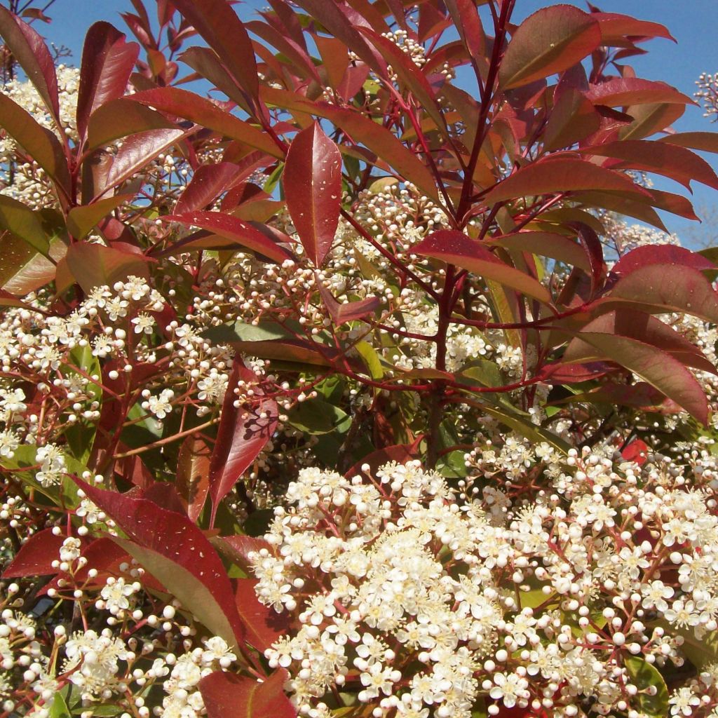 Photinia Fraseri Little Red Robin - Photinia nain Little Red Ro
