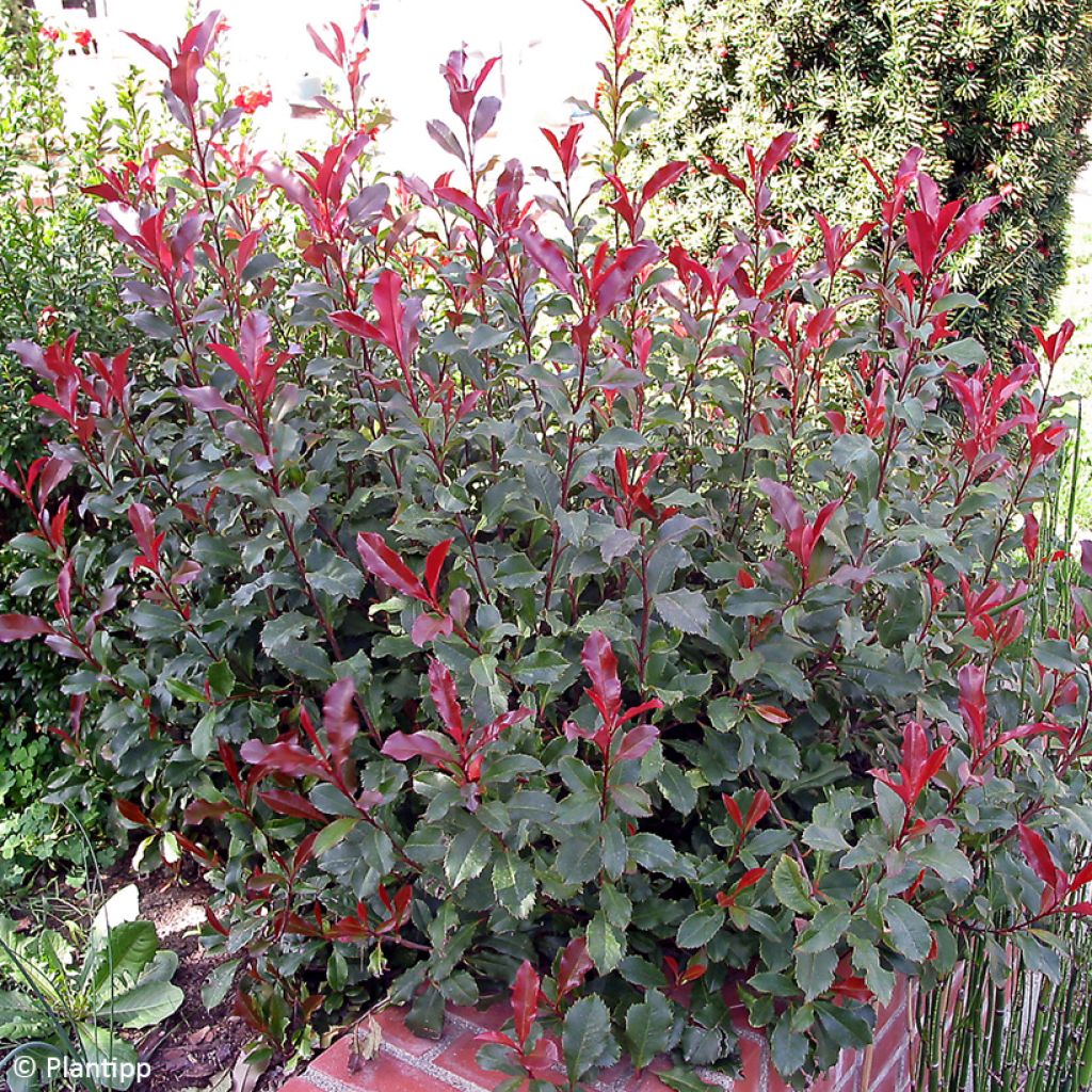 Fotinia Corallina