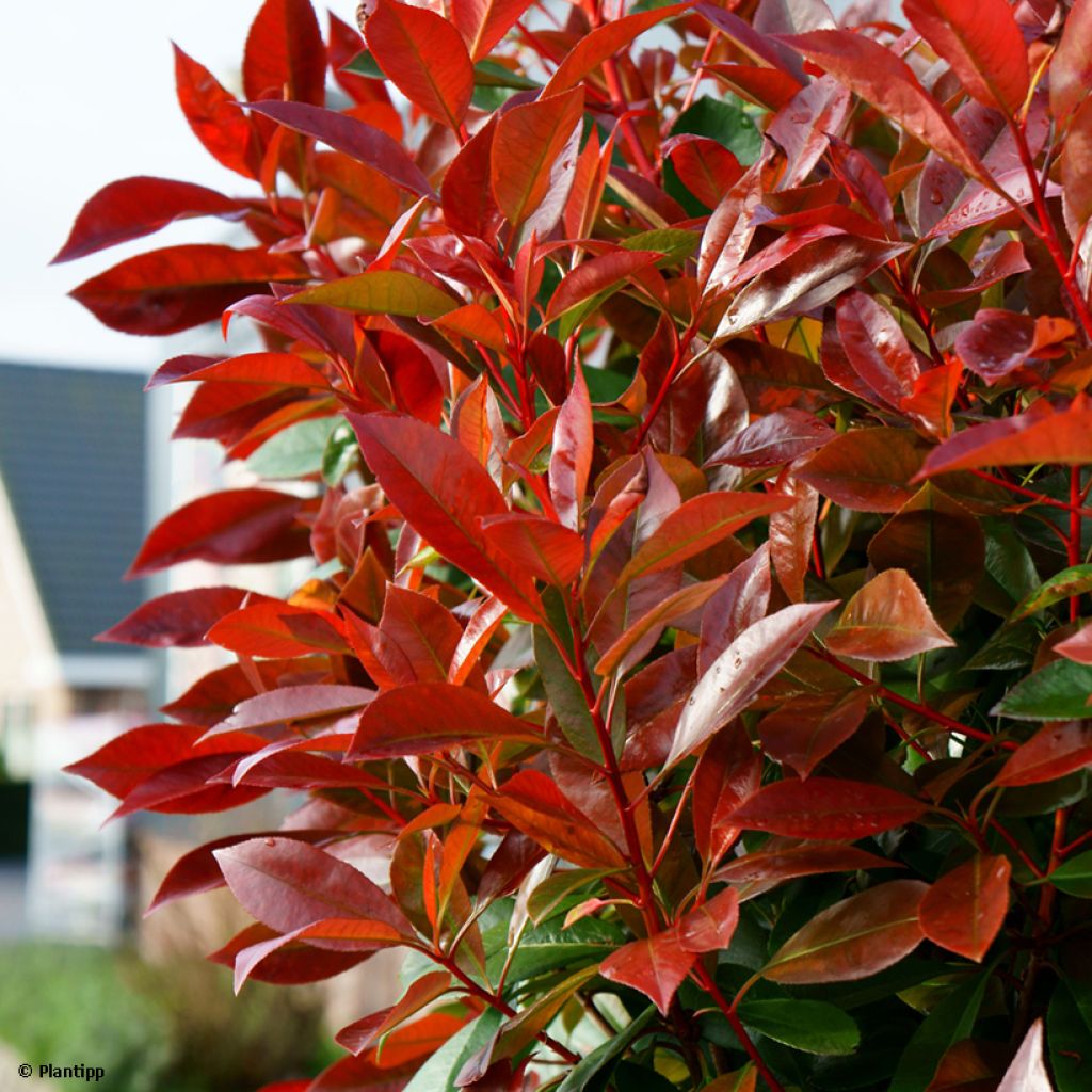 Fotinia Red Light