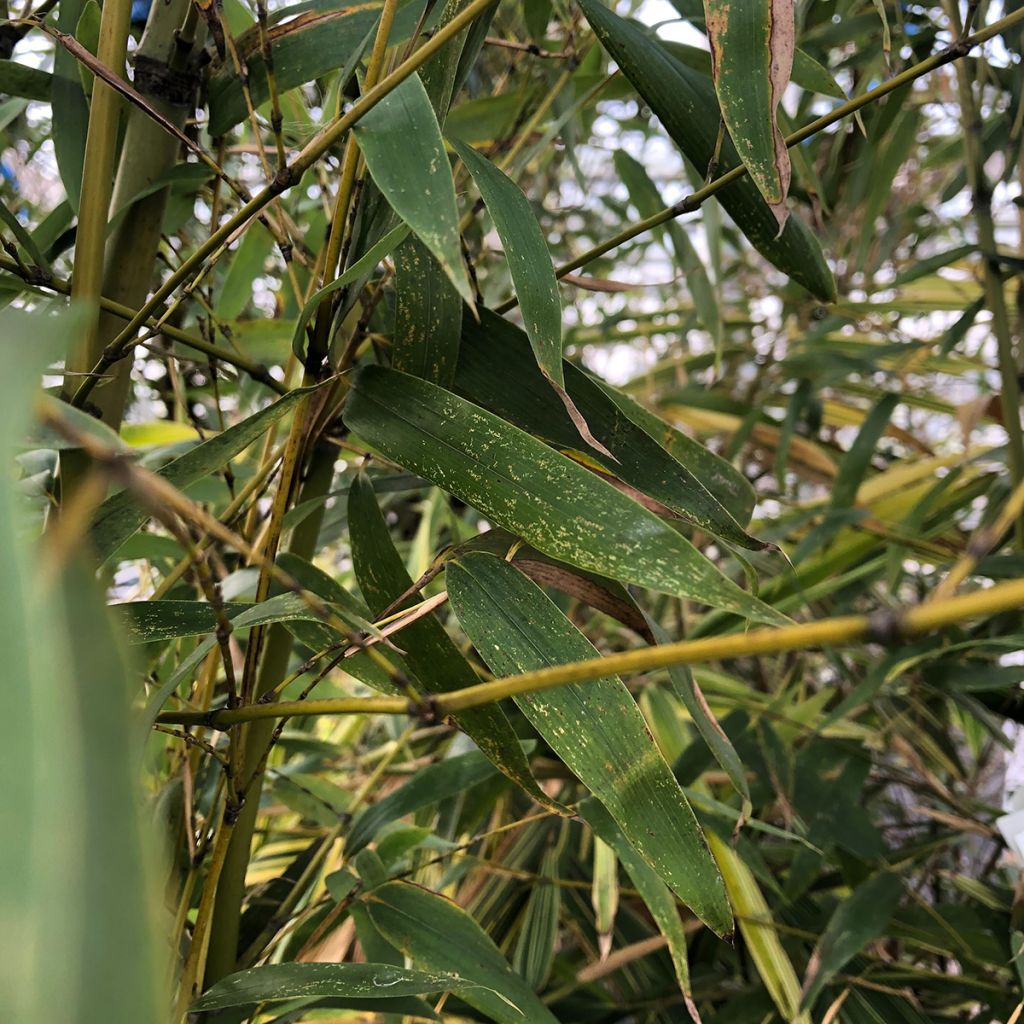 Phyllostachys flexuosa - Bambù