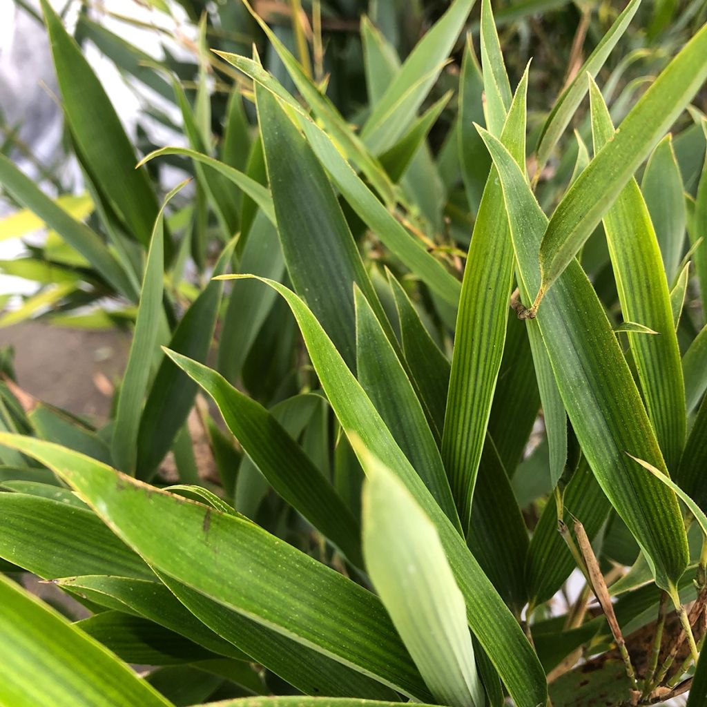 Phyllostachys heteroclada - Bambù d'acqua