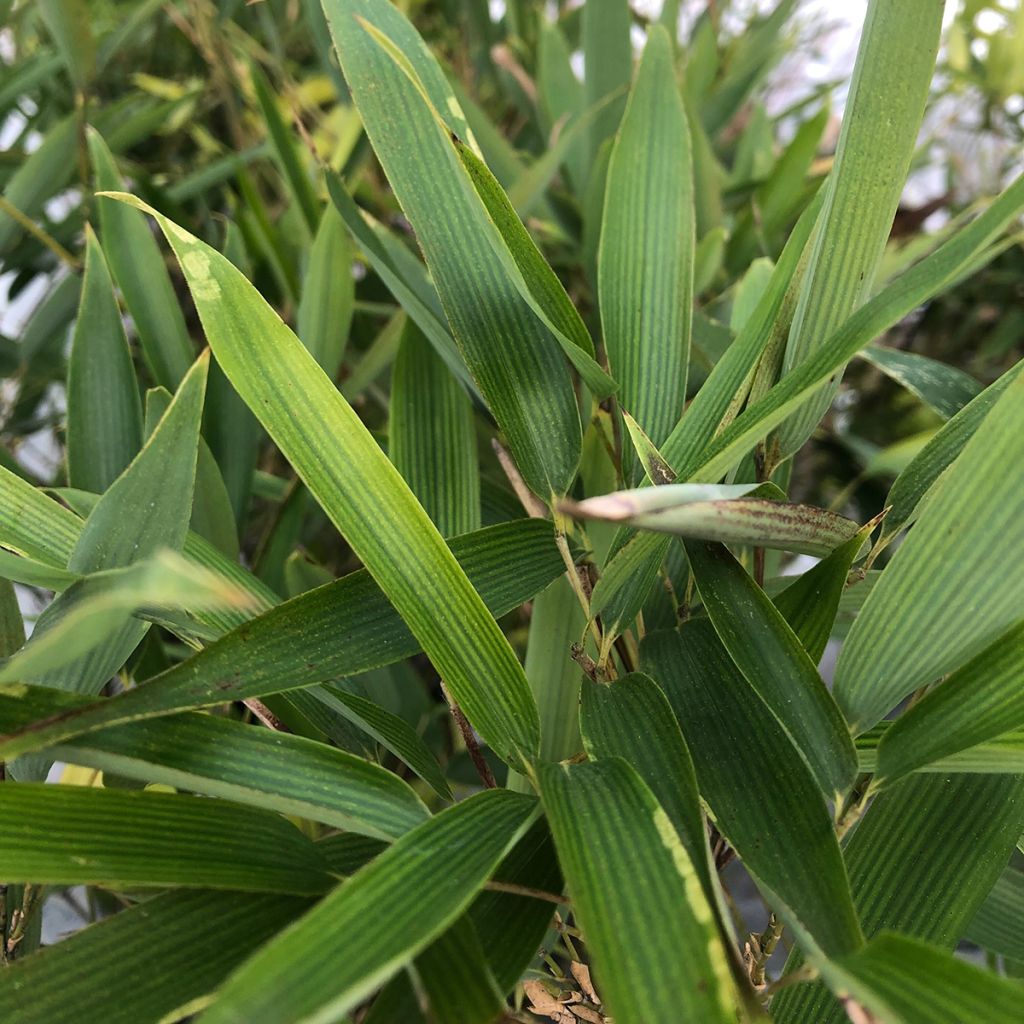 Phyllostachys heteroclada - Bambù d'acqua
