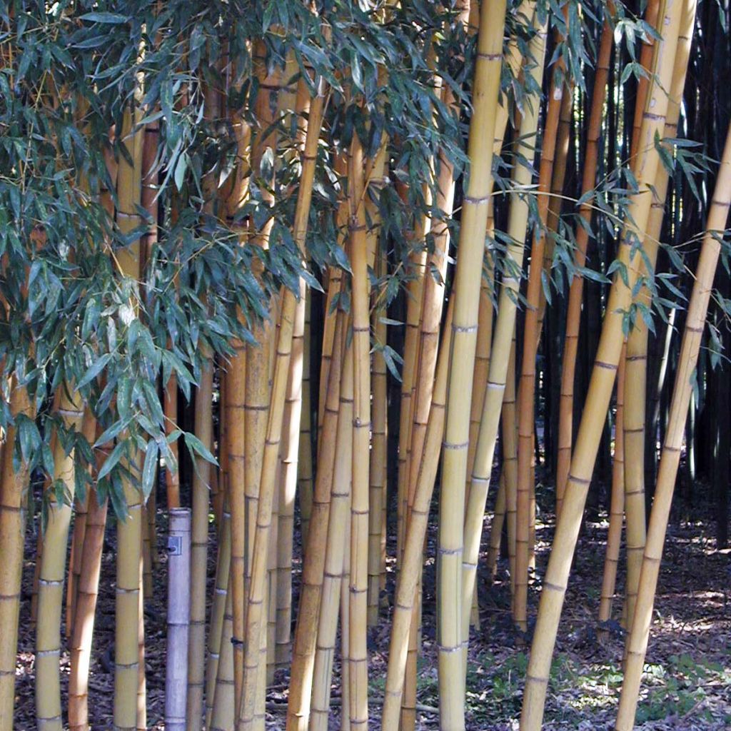 Phyllostachys viridis Sulphurea - Bambù