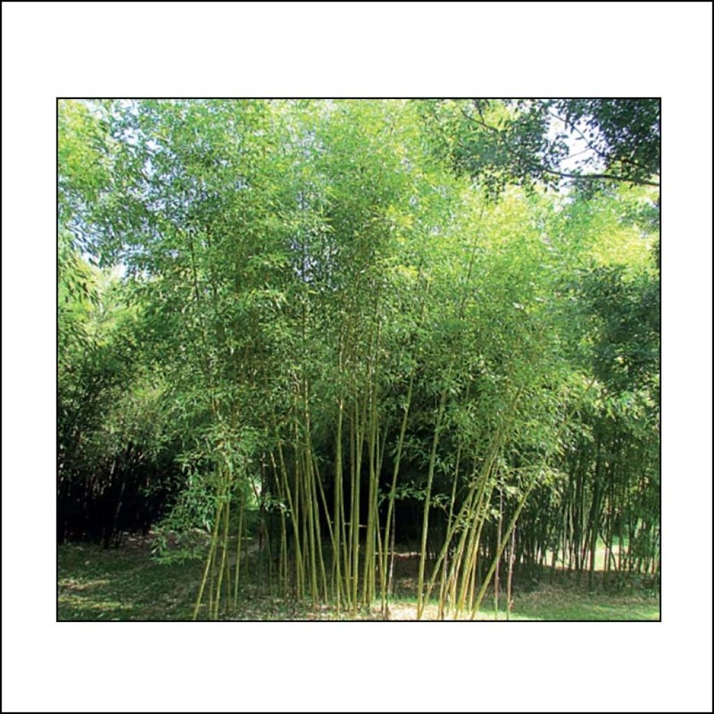 Phyllostachys viridis Sulphurea - Bambù