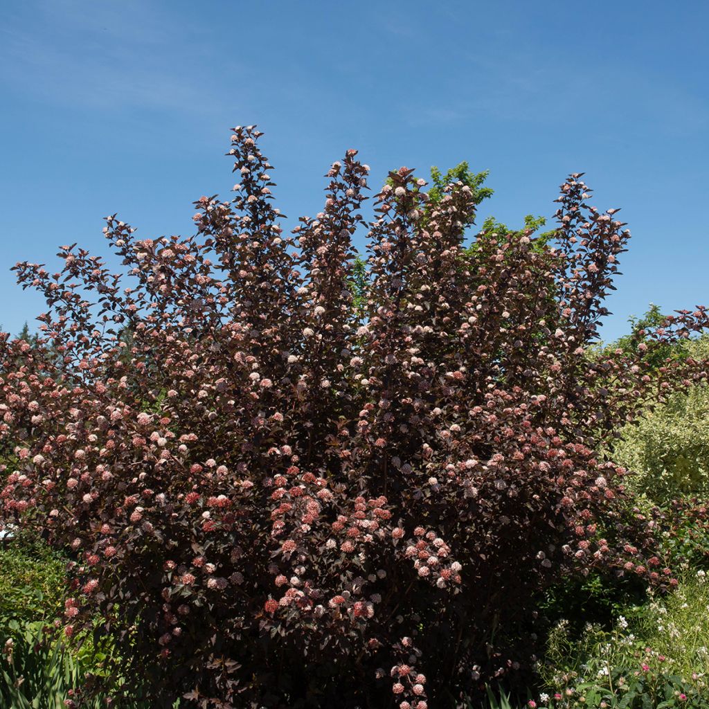 Physocarpus opulifolius Diable D'Or