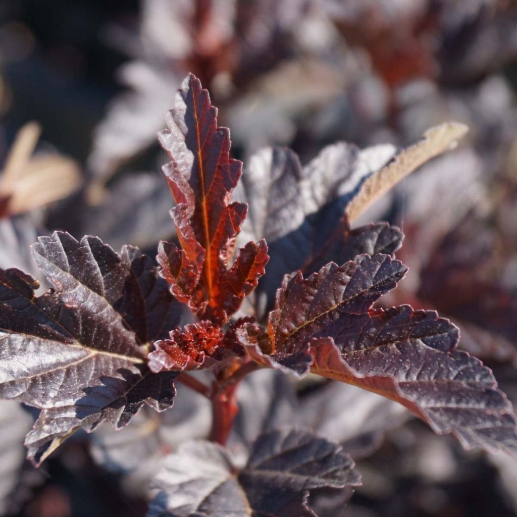 Physocarpus opulifolius Burgundy Candy - Physocarpe à feuilles d'Obier