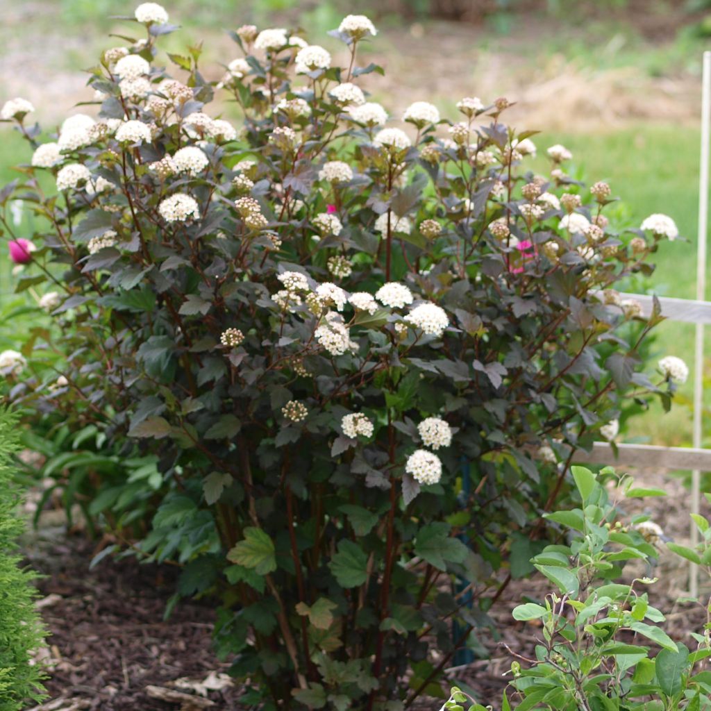Physocarpus opulifolius Diabolo