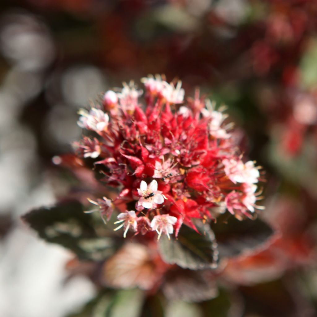 Physocarpus opulifolius Spicy Devil