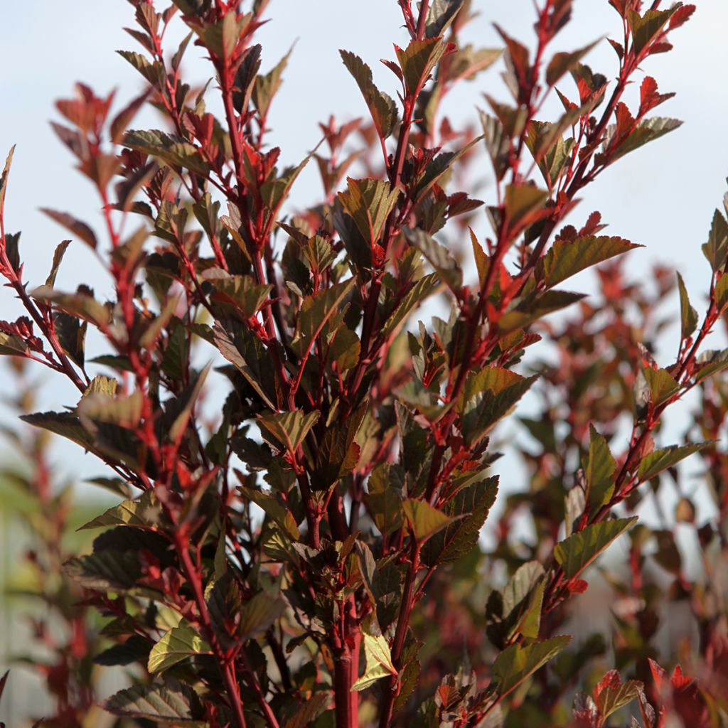 Physocarpus opulifolius Spicy Devil