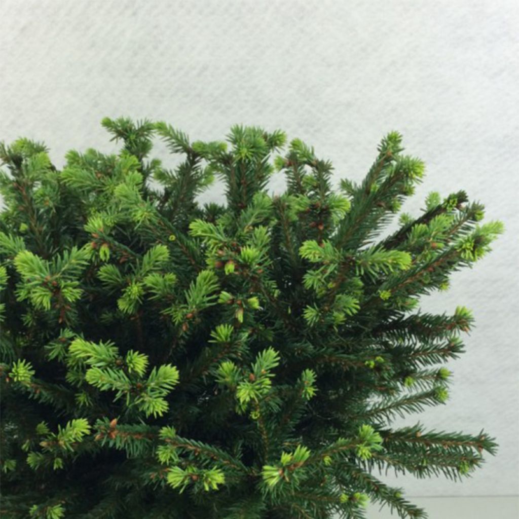 Picea abies Maxwellii - Epicea commun nain