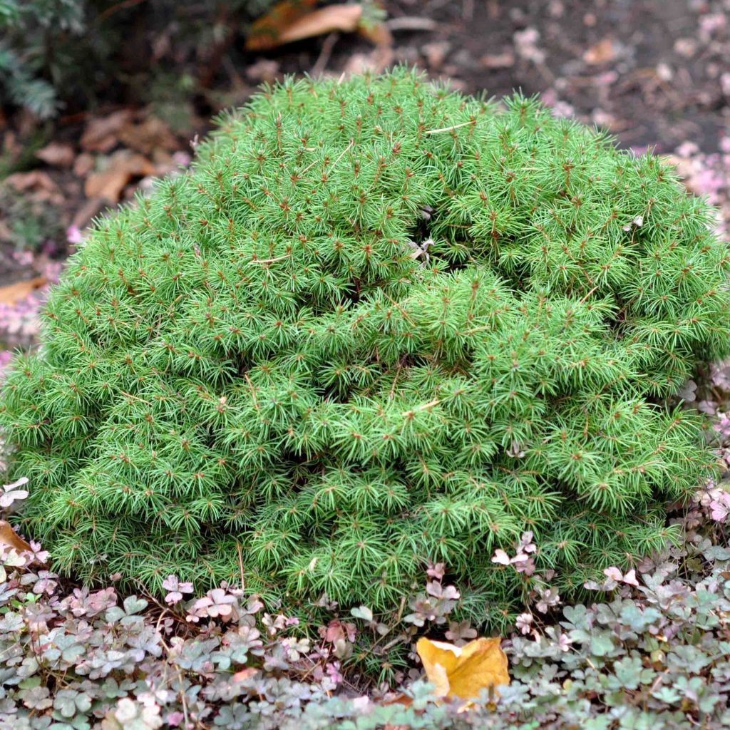 Picea glauca Alberta Globe - Epinette blanche