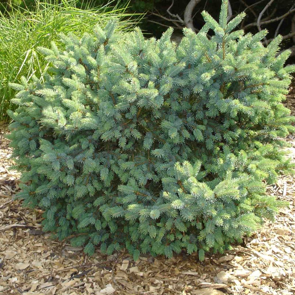 Picea glauca Cecilia - Epinette blanche