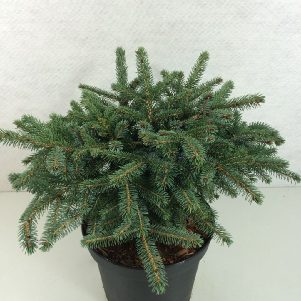 Picea mariorika (x) Machala - Epicéa nain mariorika