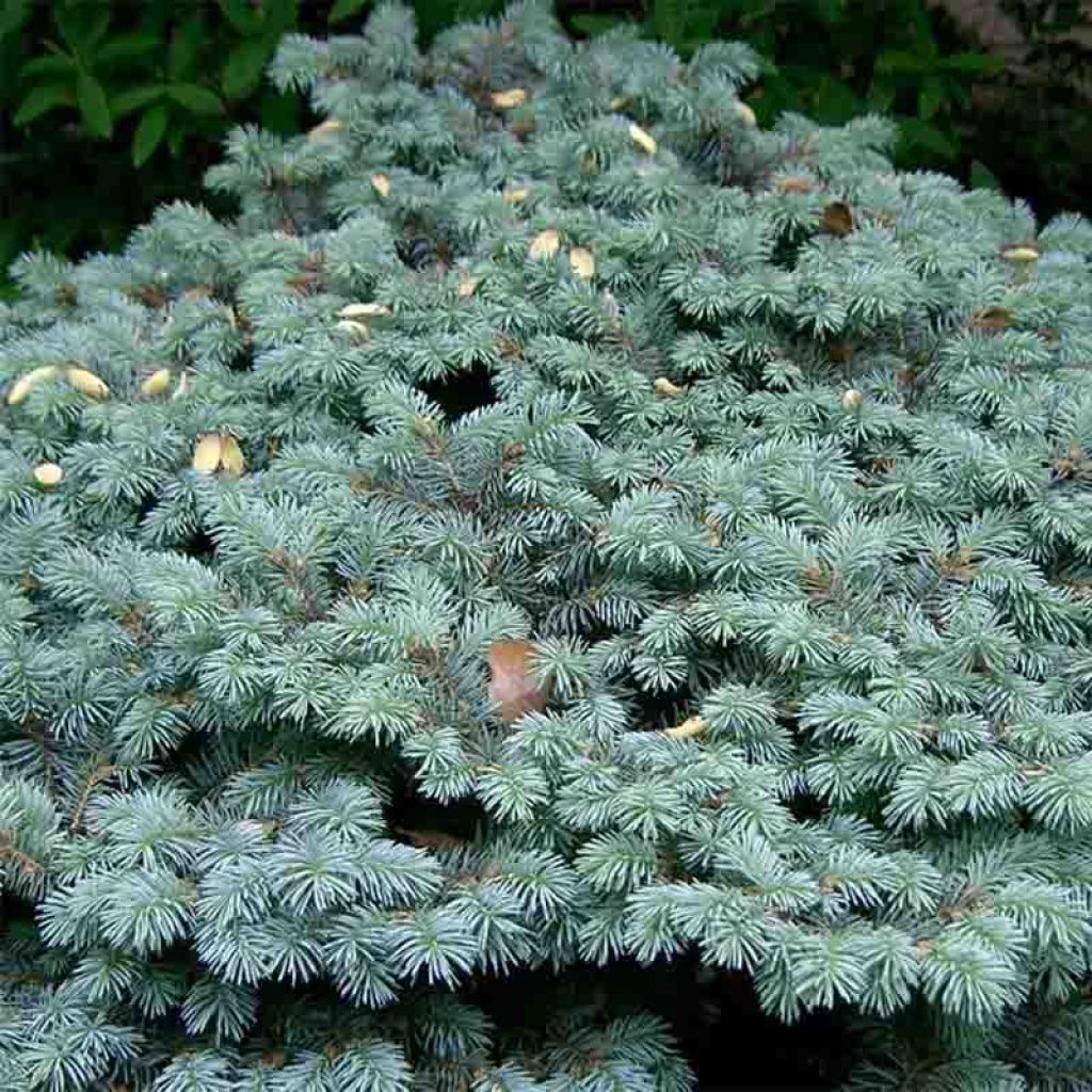 Picea pungens Glauca Globosa - Epicea bleu