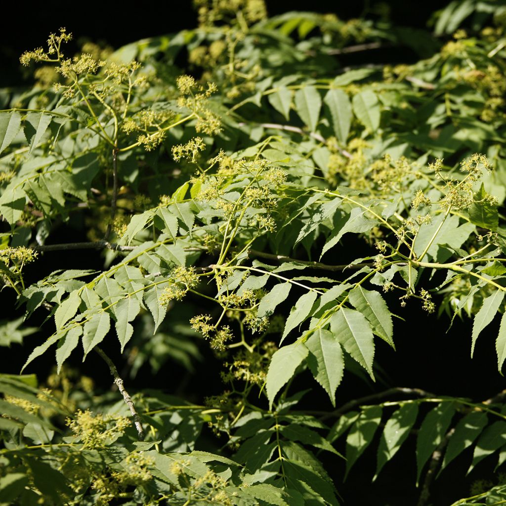 Picrasma quassioides