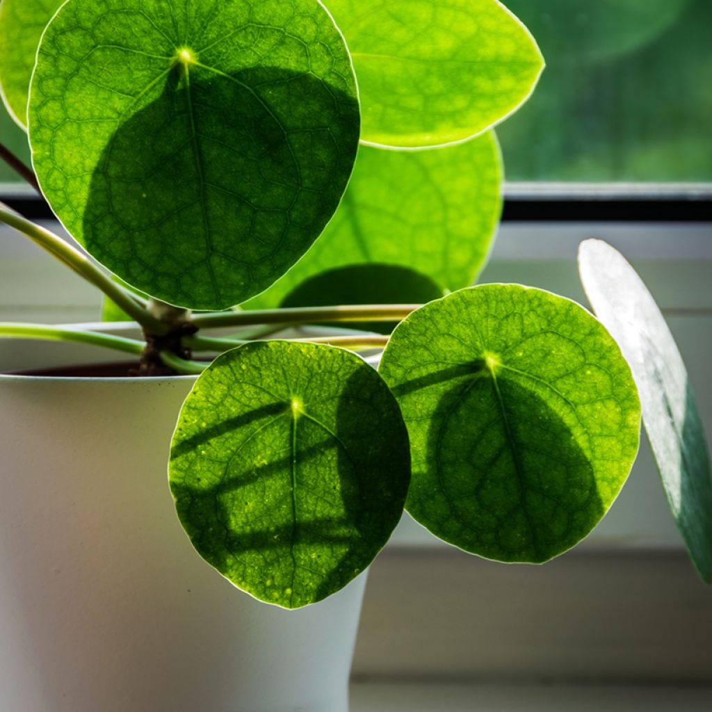 Pianta delle monete - Pilea peperomioides
