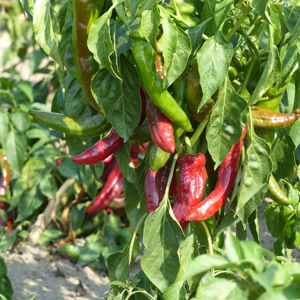 Peperoncino Anaheim