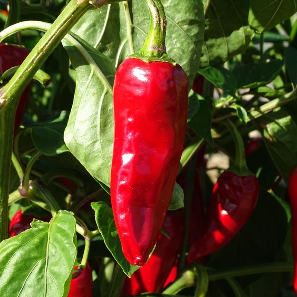 Peperoncino Gorria Bio