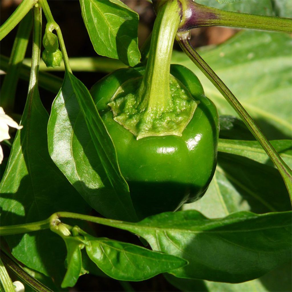 Peperone Dolce spagnolo