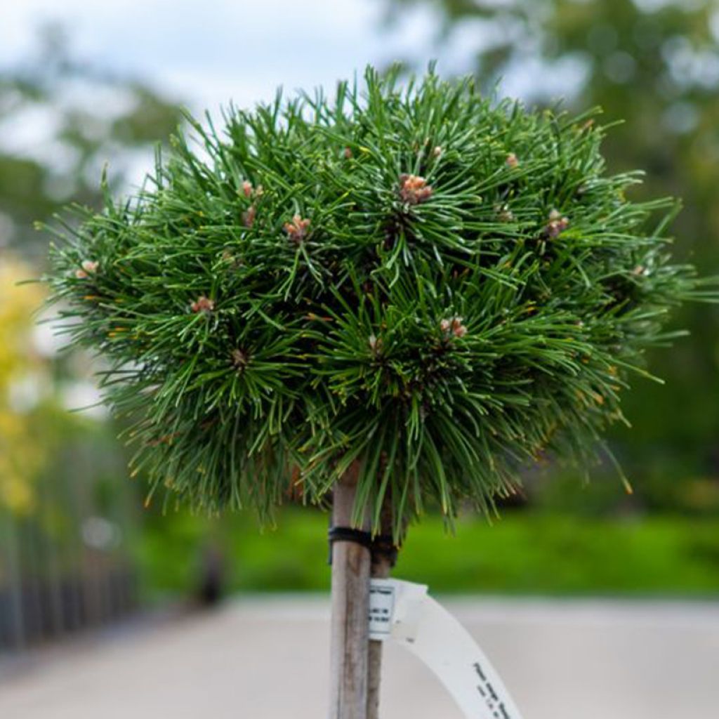 Pinus mugo Benjamin