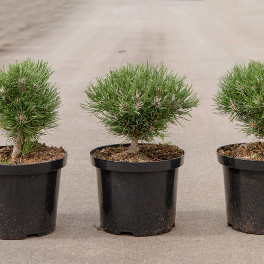 Pin de montagne nain - Pinus mugo Heideperle