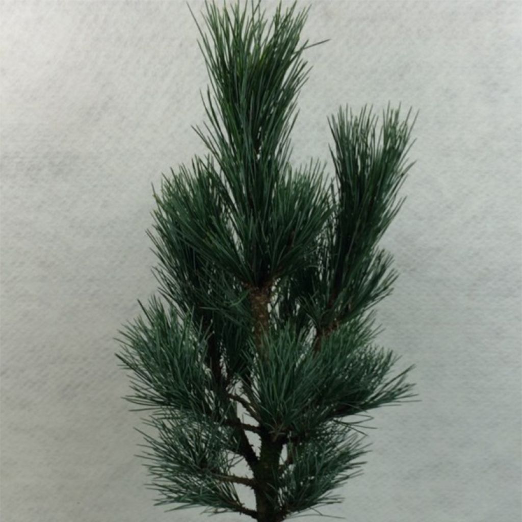 Pinus cembra Compacta Glauca - Pin cembro nain