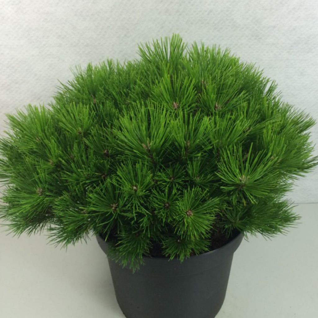 Pinus densiflora Low Glow - Pin rouge du Japon