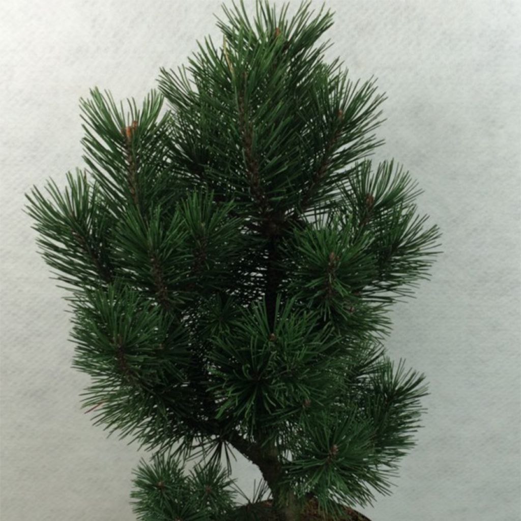 Pinus mugo Green Column - Pin de montagne