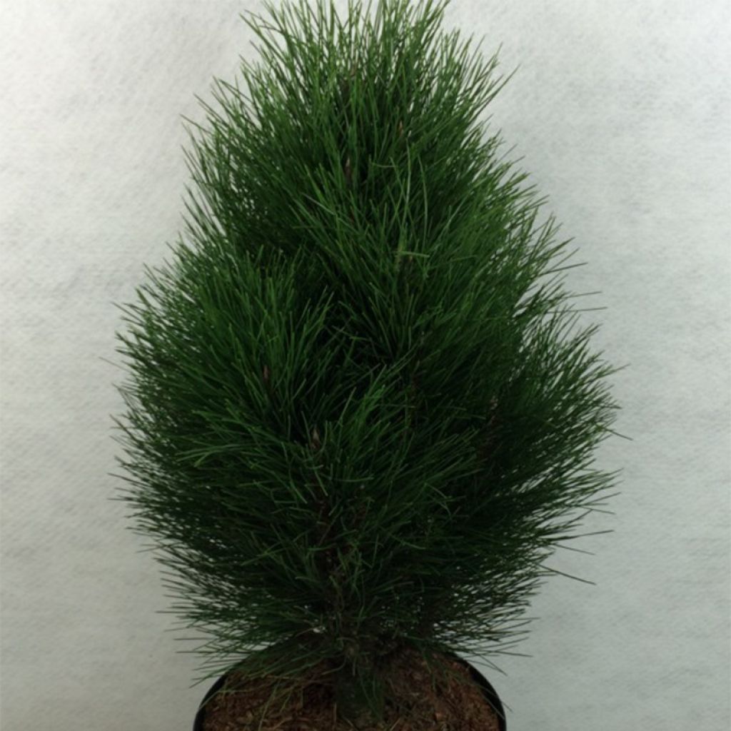 Pinus nigra Green Tower - Pin noir